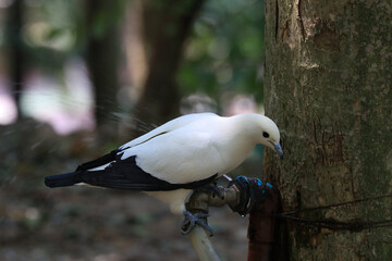 Close up White  Pied Imperial Pigeon