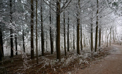 Winter in Perchtoldsdorf - Wienerwald - Niederösterreich