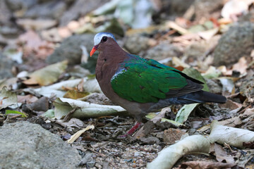 Close up Colorful Bird,  Emerald Bird,  Chalcophaps indica . Green wing , Grey-capped