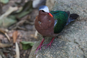 Close up Colorful Bird,  Emerald Bird,  Chalcophaps indica . Green wing , Grey-capped