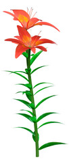 3D Rendering Orange Sensation Asiatic Lily on White