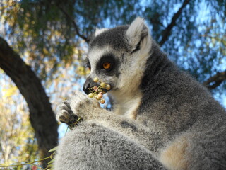 Animals in the wild from Bioparc (Valencia, Spain)