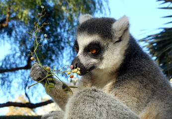 Animals in the wild from Bioparc (Valencia, Spain)