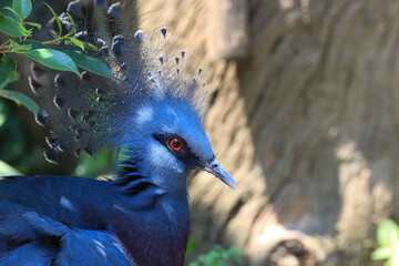 Close up Blue Pigeon, Victorian Crowned Pigeon