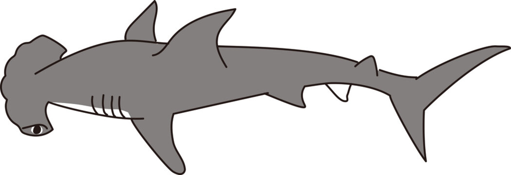 71 Best シュモクザメ Images Stock Photos Vectors Adobe Stock 71 Best シュモクザメ Images Stock Photos Vectors Adobe Stock