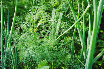 Dill, green onions and lettuce grow on the beds in the garden. Good green organic dill in the farmer's garden for food. Plants of young dill grow in the open ground. Salad set in the vegetable garden
