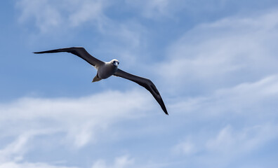 Seabird Masked, Blue-faced Booby (Sula dactylatra) flying over the blue and calm ocean. Seabird is hunting for flying fish jumping out of the water.