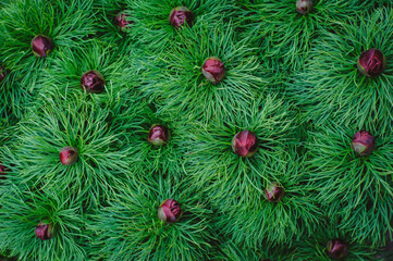 Narrow-leaved peony-a kind of rare endangered plants listed in the red book. Blood drop magenta peony spring vivid flower bud. A bush of flowers Paeonia tenuifolia blooms in the garden, top view.