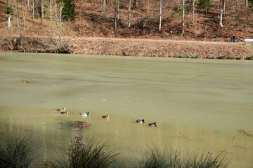 ducks in a green lake with icy surfaces