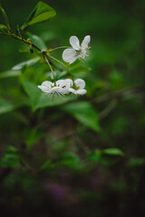 Closeup of white cherry blossom on green blurred background. Cherry tree flowers. Spring time nature background with flowers. Place for text