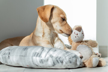 Labrador Retriever Puppy in Kennel