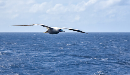 Seabird Masked, Blue-faced Booby (Sula dactylatra) flying over the blue and calm ocean. Seabird is hunting for flying fish jumping out of the water.