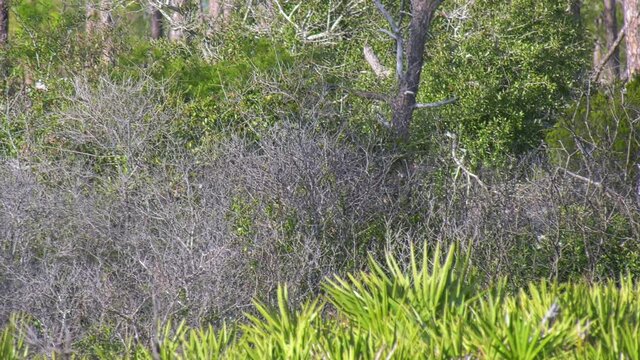 Whitetail buck deer walks through a Florida forest