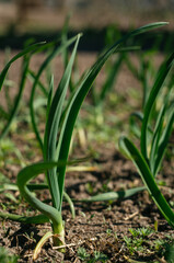 Green garlic grows in the ground in spring, close up. Organically grown garlic plantation in the vegetable garden. Vegetable beds with garlic overgrown with weeds