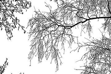 Natural birch branches silhouette on white background