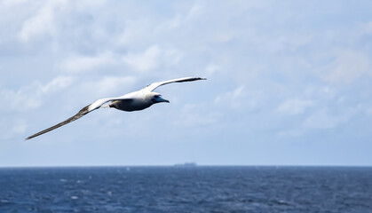 Fototapeta na wymiar Seabird Masked, Blue-faced Booby (Sula dactylatra) flying over the blue and calm ocean. Seabird is hunting for flying fish jumping out of the water.