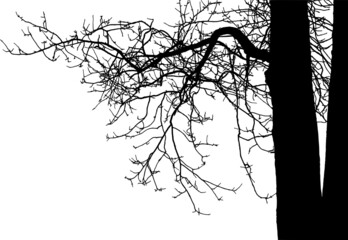 Natural branch of aspen on white background(Vector illustration).Eps10
