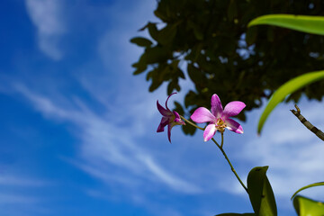 紫の蘭と青空