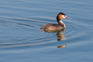 swimming great crested grebe (podiceps cristatus) in blue water