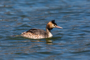 great crested grebe (podiceps cristatus) swimming in blue water