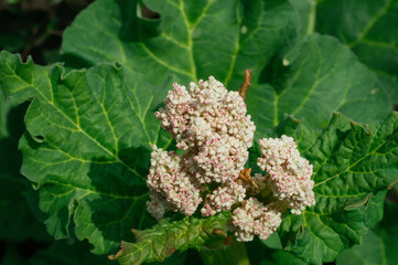 The plant rhapontic rhubarb (Rheum rhaponticum) at the time of mass flowering. Rhubarb flower closeup. Agro-cultural rapon. Rhubarb growing in the garden in spring. Film noise