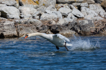 mute swan (cygnus olor) taking off from water surface