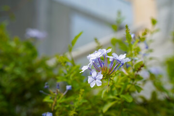 可憐に咲くルリマツリ