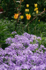 Obraz premium Leadwort (auriculata plumbago) flower in the garden. Purple flowers bloom in spring garden.