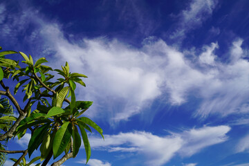 植物と青空　休日のイメージ