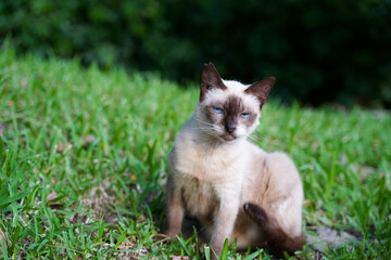 こちらを見つめる小さい猫　シャム猫
