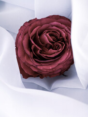 white rose on a white background