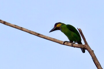 Gold whiskered barbet in dead tree