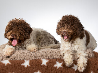 Lagotto romagnolo dog portrait. Image taken in a studio. Dog breed also known as truffle dog or Italian water dog.