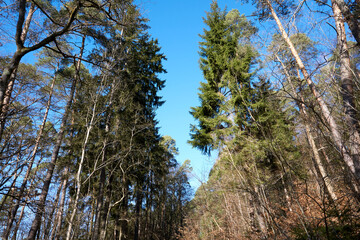 Low angle shot of pines in a forest on a sunny day