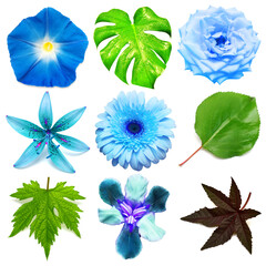 Blue flowers head collection of beautiful gerbera, ipomoea, daisy, iris, lily, rose, clematis and various leaves isolated on white background. Card. Easter. Spring time set. Flat lay, top view