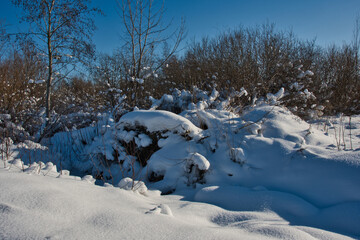 Winter landscape of a snowy forest wasteland with wild bushes on a sunny frosty day.