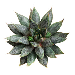 Houseplant, Echeveria Chinensis succulent, top view, isolated on white background