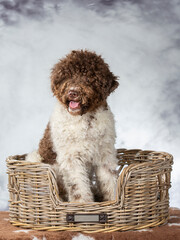 Lagotto romagnolo dog portrait. Image taken in a studio. Dog breed also known as truffle dog or Italian water dog. Sitting in a wooden basket.