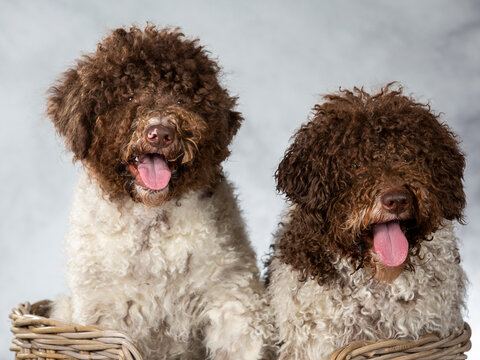 Lagotto romagnolo dog portrait. Image taken in a studio. Dog breed also known as truffle dog or Italian water dog.