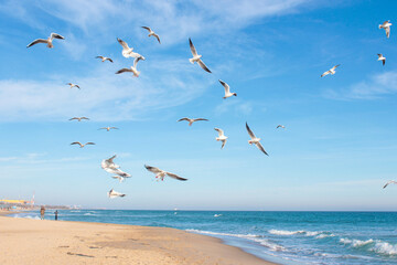 Fototapeta na wymiar A flock of seagulls over the Black Sea in winter