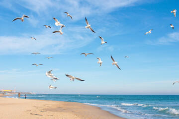 A flock of seagulls over the Black Sea in winter