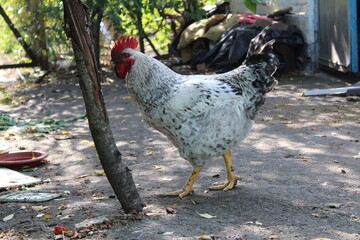 beautiful rooster in the household in the summer in the yard