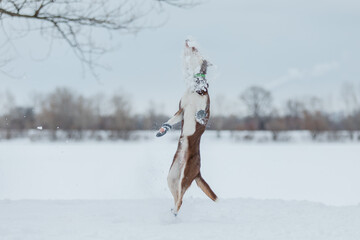 Fototapeta na wymiar Border collie dog in winter snowing landscape