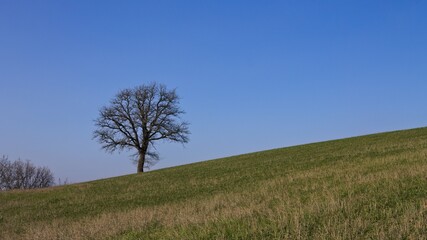 Obraz premium An isolated tree without leaves on a hilly meadow on a winter day (Marche, Italy, Europe)