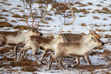Reindeer on winter pasture - Location Helgeland coast,Helgeland,Nordland county,Norway,scandinavia,Europe