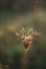 Dry dill grass in green autumn blurred field.