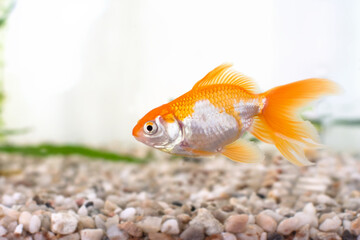 Goldfish as a small pet in a aquarium water.