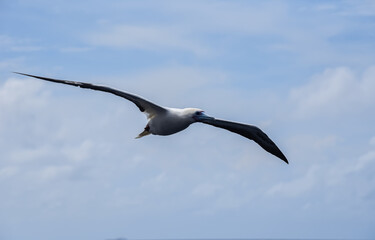 Seabird Masked, Blue-faced Booby (Sula dactylatra) flying over the blue and calm ocean. Seabird is hunting for flying fish jumping out of the water.