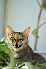 Obraz premium cat on the grass