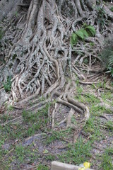 Miami Florida Roots